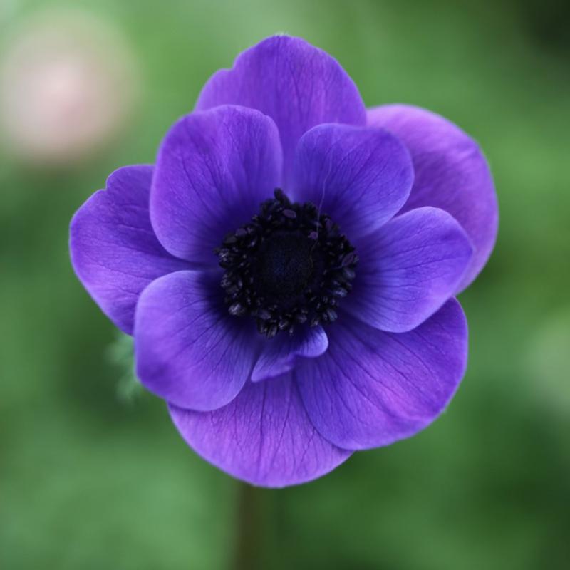 Most Beautiful Flowers in the World